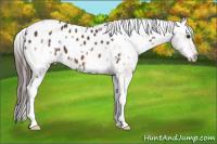 Horse Color:White Spotted Bay Appaloosa