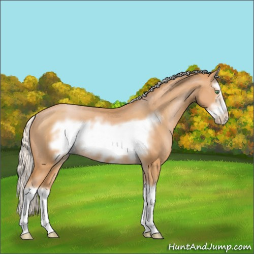 Horse Color:Silver Bay Pearl Sabino Splash Frame Rabicano