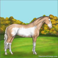 Horse Color:Silver Bay Pearl Sabino Splash Frame Rabicano 
