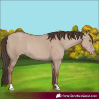 Horse Color:Classic Champagne Dun Rabicano