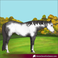 Horse Color:Smoky Black Frame Varnish 