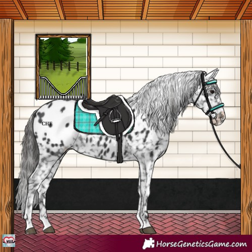 Horse Color:Black Appaloosa Rabicano