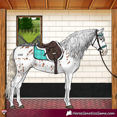 Horse Color:Chestnut Near Leopard Rabicano 