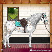 Horse Color:Chestnut Near Leopard Rabicano