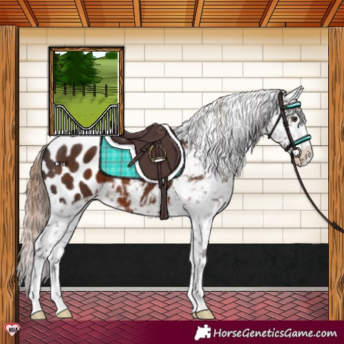 Horse Color:Liver Chestnut Appaloosa 