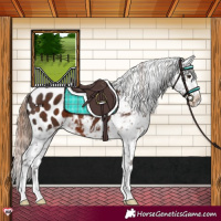 Horse Color:Liver Chestnut Appaloosa 
