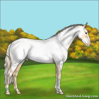 Horse Color:Palomino Frame Appaloosa 