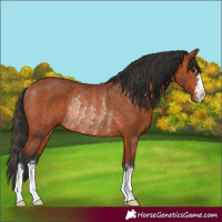 Horse Color:Bay Rabicano 