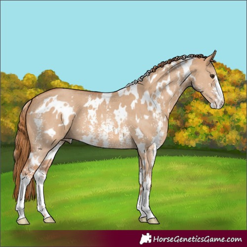 Horse Color:White Spotted Red Dun Sabino