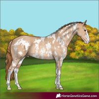 Horse Color:White Spotted Red Dun Sabino