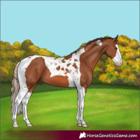 Horse Color:Chestnut Splash Tobiano