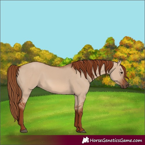 Horse Color:Red Dun 