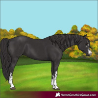 Horse Color:Smoky Black  and Smoky Black 
