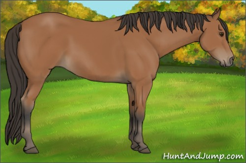 Horse Color:Bay 