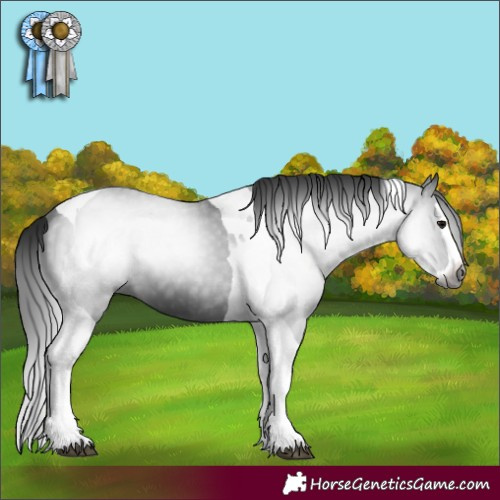 Horse Color:Gray Black Splash Tobiano 