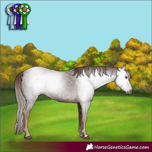Horse Color:Gray Chestnut 