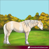 Horse Color:White Spotted Gold Cream Champagne 