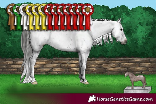 Horse Color:Gray Black Sabino Appaloosa Rabicano 