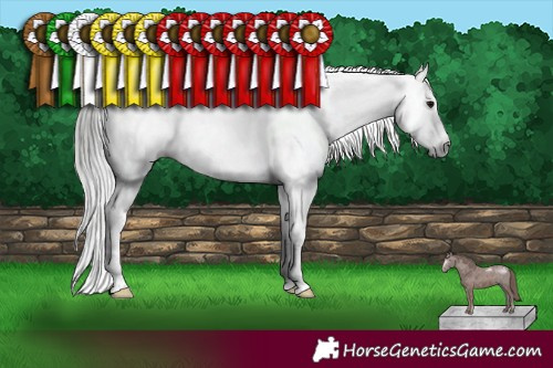 Horse Color:Gray Black Sabino Appaloosa Rabicano 