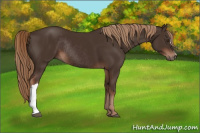 Horse Color:Liver Chestnut Rabicano 