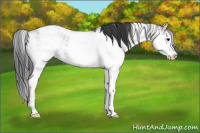 Horse Color:Grullo Sabino Rabicano 