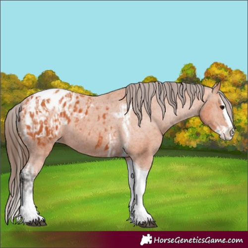 Horse Color:Bay Splash Tobiano Appaloosa  and Bay Splash Tobiano Appaloosa 