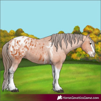 Horse Color:Bay Splash Tobiano Appaloosa and Bay Splash Tobiano Appaloosa