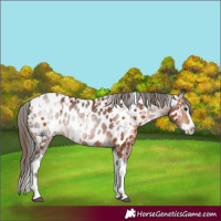 Horse Color:Bay Splash Tobiano Near Leopard  and Gray Bay Splash Tobiano Near Leopard 