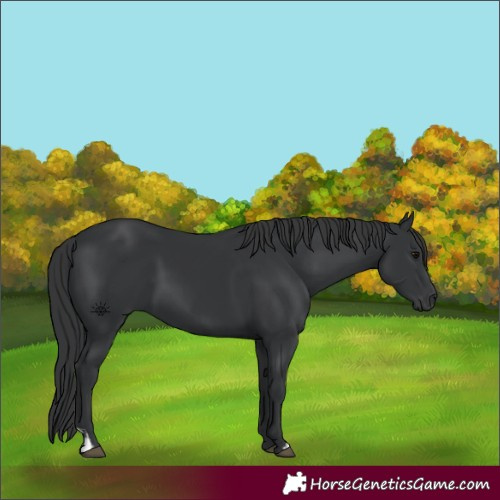 Horse Color:Black  and Black 