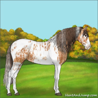 Horse Color:Bay Splash Tobiano Appaloosa  and Bay Dun Splash Tobiano Appaloosa 