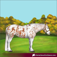 Horse Color:Bay Splash Tobiano Near Leopard  and Silver Bay Splash Tobiano Near Leopard 