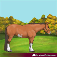 Horse Color:Bay Splash Frame 