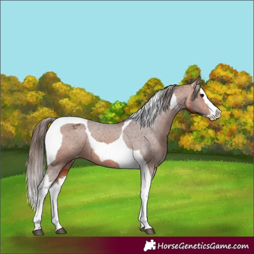 Horse Color:Bay Splash Tobiano Appaloosa  and Bay Splash Tobiano Appaloosa 