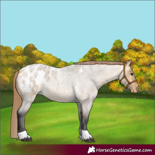Horse Color:Buckskin Roan Dun Tobiano Appaloosa