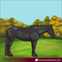 Horse Color:Smoky Black 