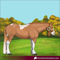 Horse Color:Chestnut Splash Tobiano