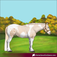 Horse Color:Chestnut Splash Tobiano Frame Appaloosa