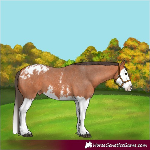 Horse Color:Bay Sabino Splash Blanket 