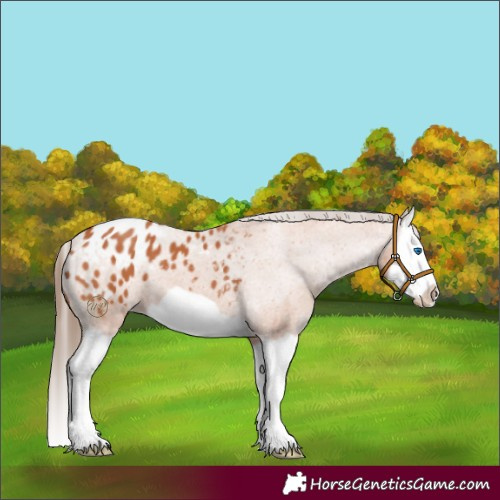 Horse Color:Bay Splash Frame Appaloosa 