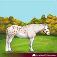 Horse Color:Bay Splash Frame Appaloosa