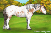 Horse Color:Bay Splash Tobiano Appaloosa  and Bay Splash Tobiano Appaloosa 