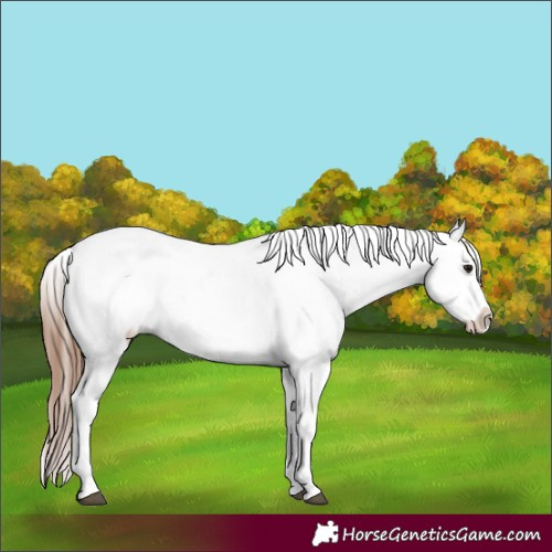 Horse Color:Bay Roan Splash Tobiano Blanket  and Gray Bay Roan Splash Tobiano Blanket 