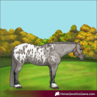 Horse Color:Grullo Appaloosa Rabicano 