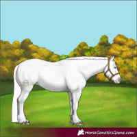 Horse Color:Silver Sable Champagne Dun Appaloosa Rabicano 