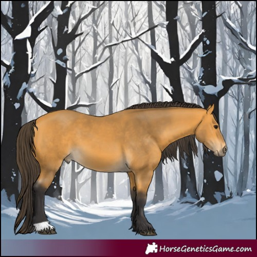 Horse Color:Buckskin 