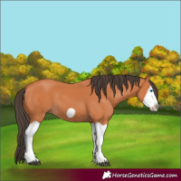 Horse Color:Bay Splash Frame 