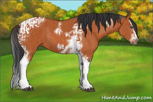 Horse Color:Bay Splash Tobiano Frame and Bay Splash Tobiano Frame Rabicano