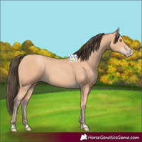 Horse Color:Amber Champagne 