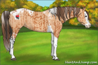 Horse Color:Bay Splash Tobiano Appaloosa  and Amber Champagne Splash Tobiano Appaloosa 