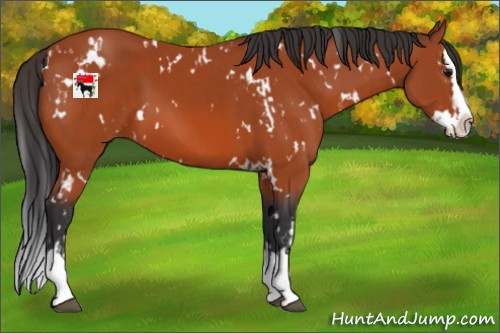 Horse Color:White Spotted Bay Splash Appaloosa  and White Spotted Bay Splash 